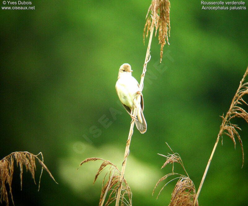 Marsh Warbler