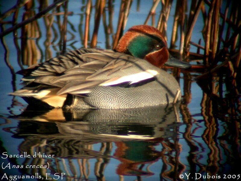 Eurasian Teal male adult