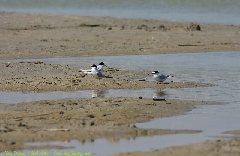 Little Tern