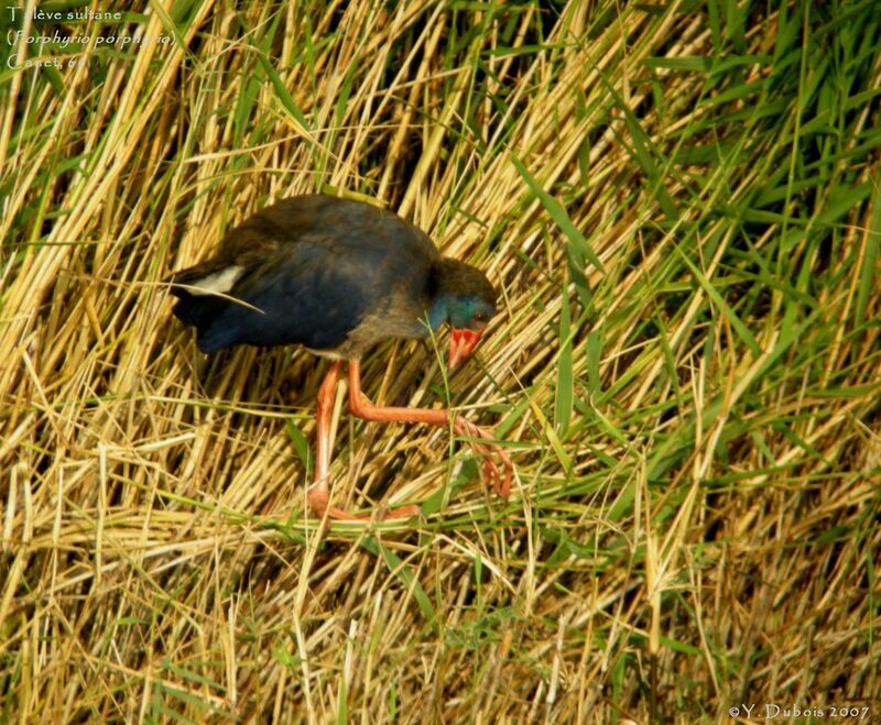 Western Swamphen