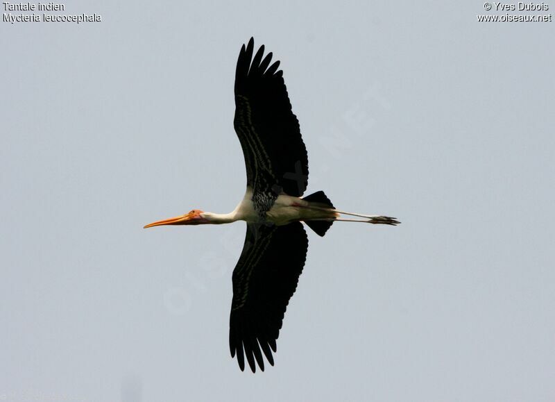 Painted Stork