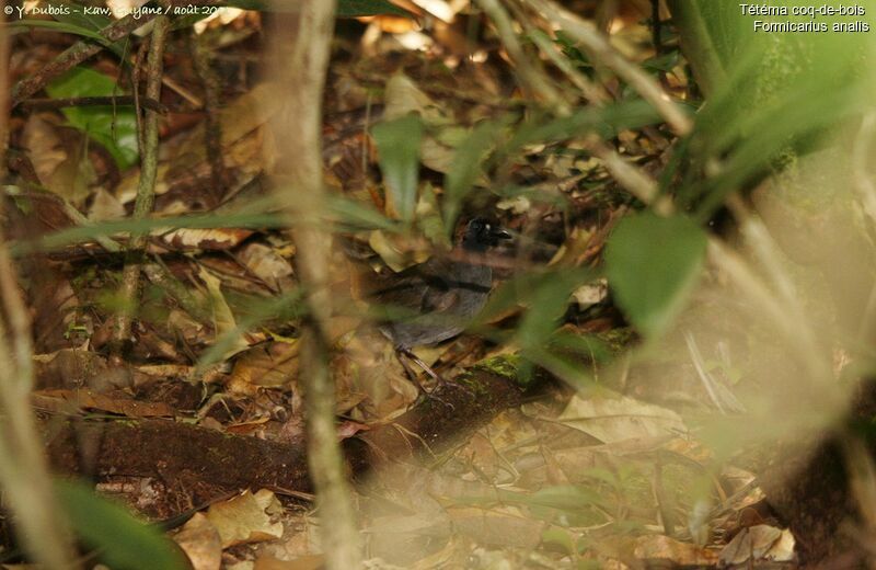 Black-faced Antthrush