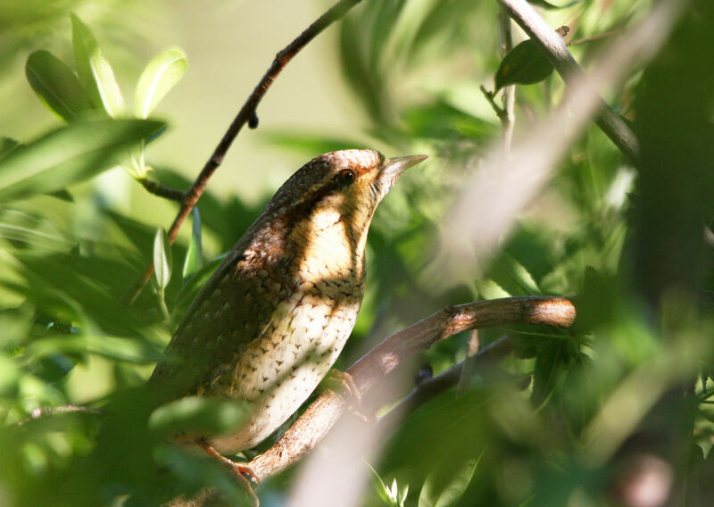 Eurasian Wryneck