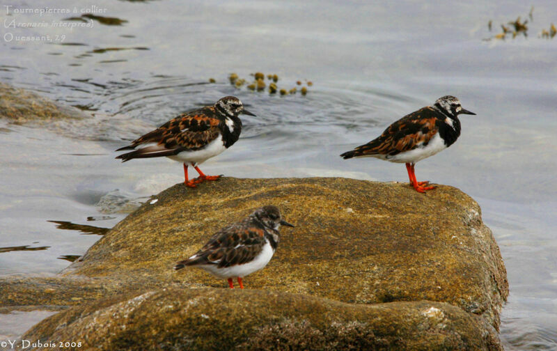 Ruddy Turnstone