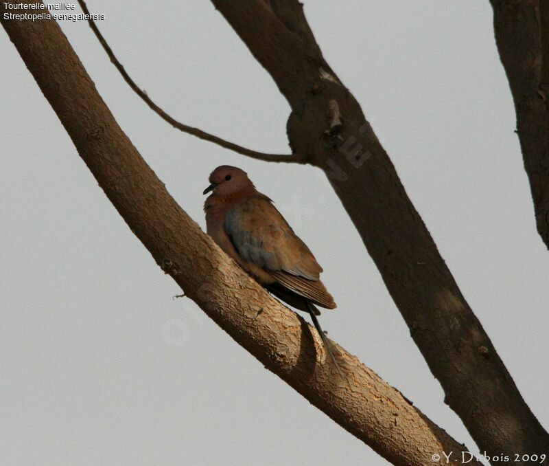 Laughing Dove