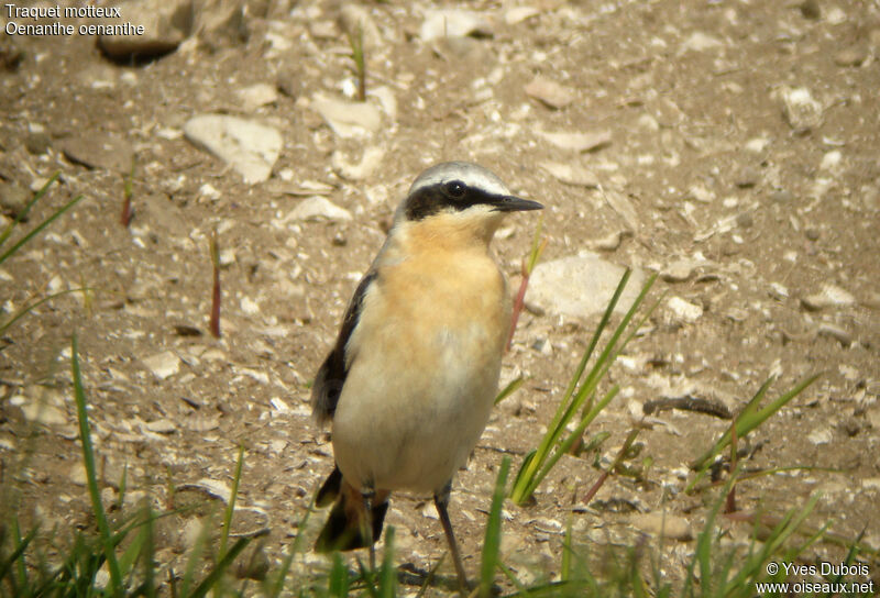 Northern Wheatear