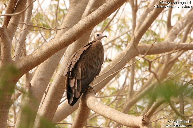 Hooded Vulture