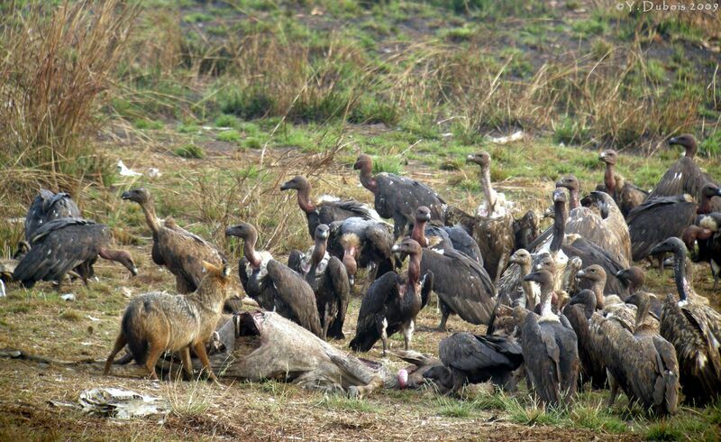 White-rumped Vulture