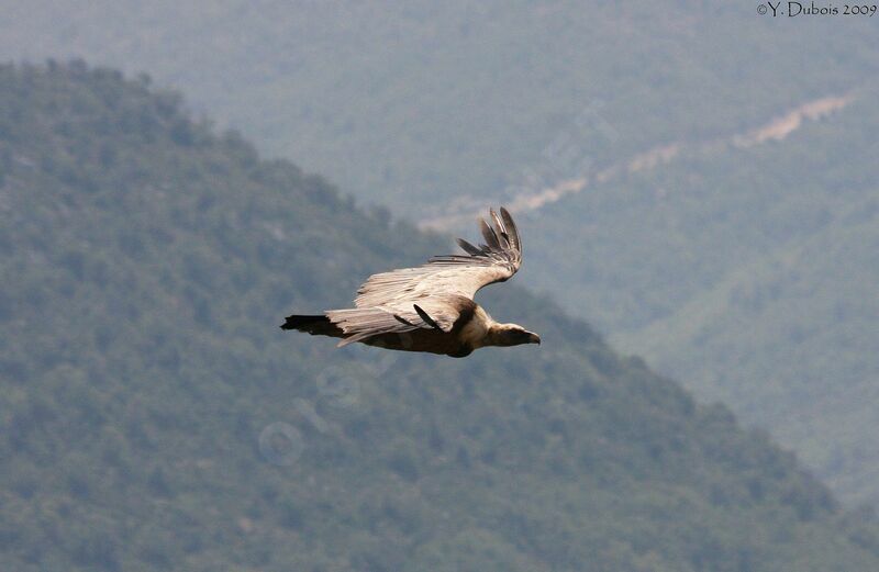 Vautour fauve