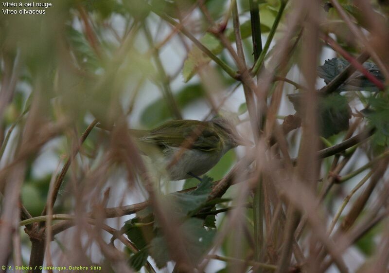 Red-eyed Vireo