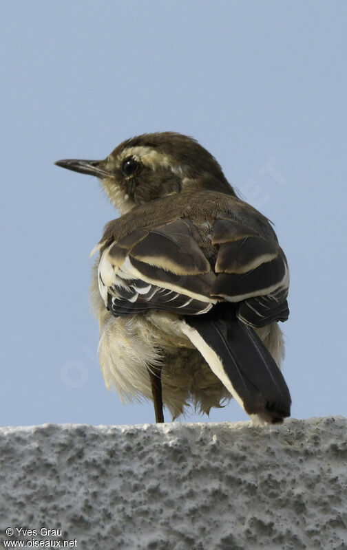 White-browed Scrub Robin