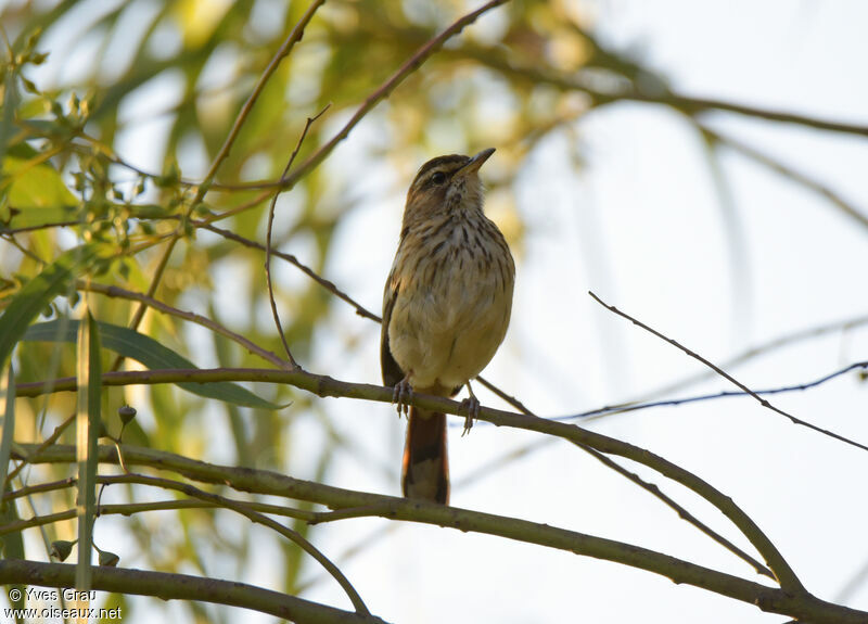 White-browed Scrub Robin