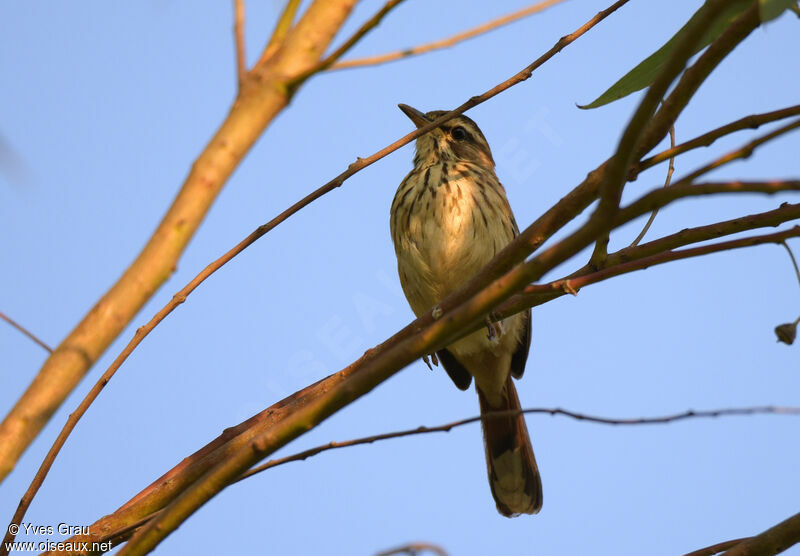 White-browed Scrub Robin