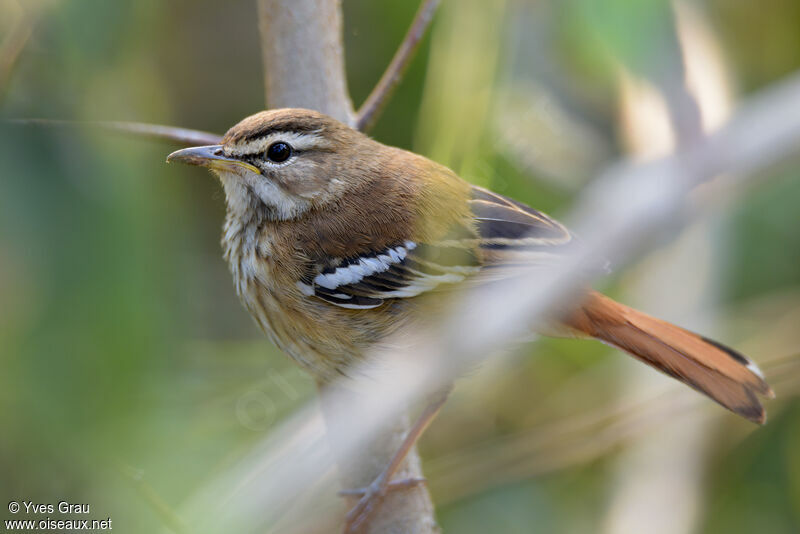 White-browed Scrub Robin