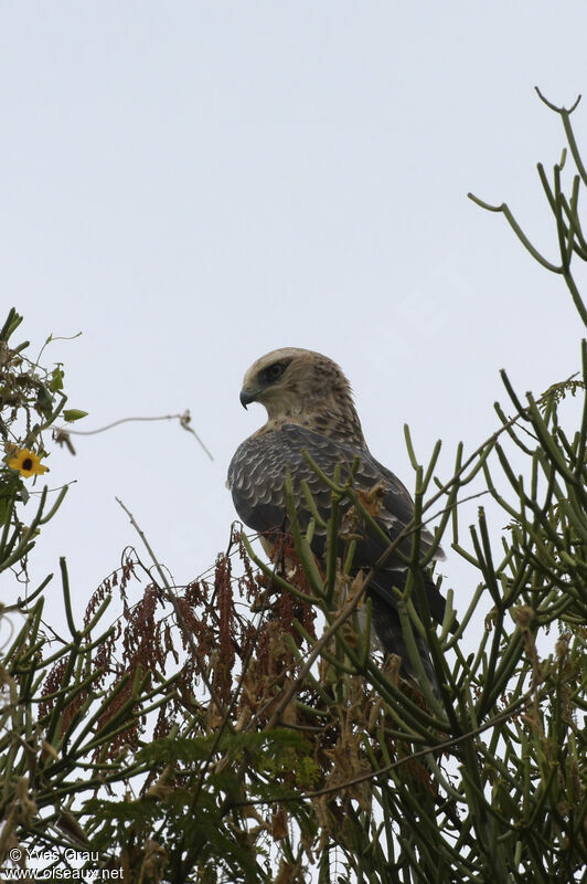 Aigle d'Ayres