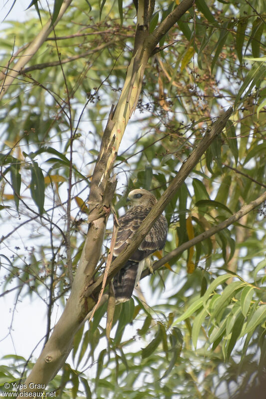 Ayres's Hawk-Eagle