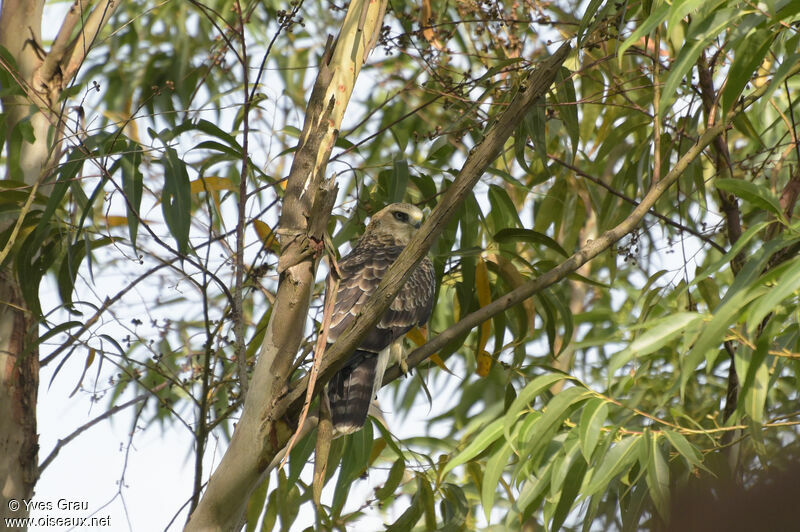 Ayres's Hawk-Eagle