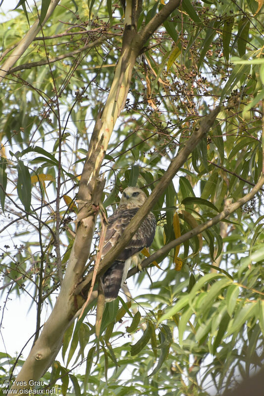 Ayres's Hawk-Eagle