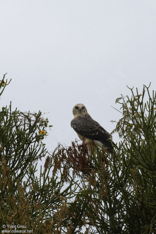 Ayres's Hawk-Eagle