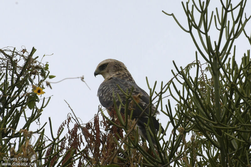 Ayres's Hawk-Eagle