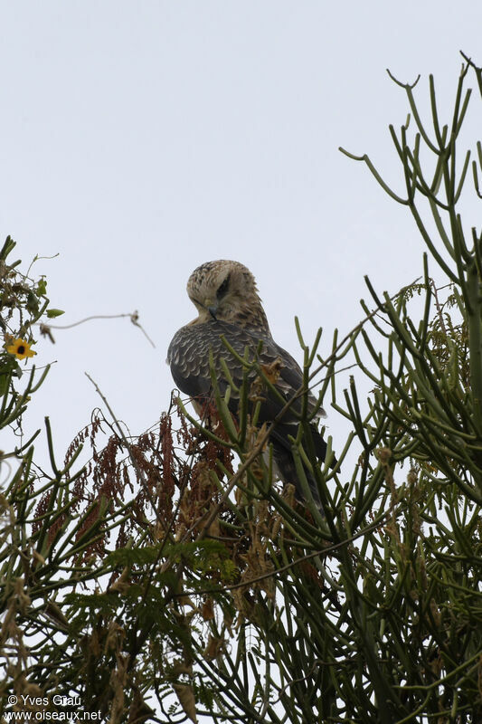 Ayres's Hawk-Eagle