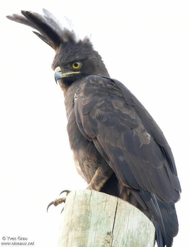 Long-crested Eagle