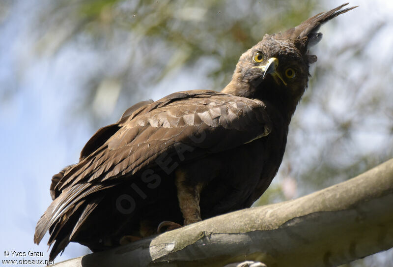 Long-crested Eagle