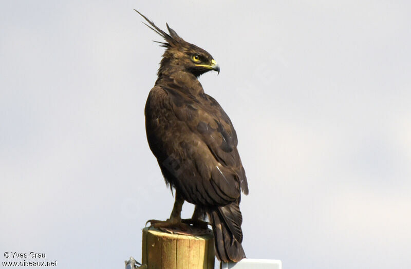 Long-crested Eagle