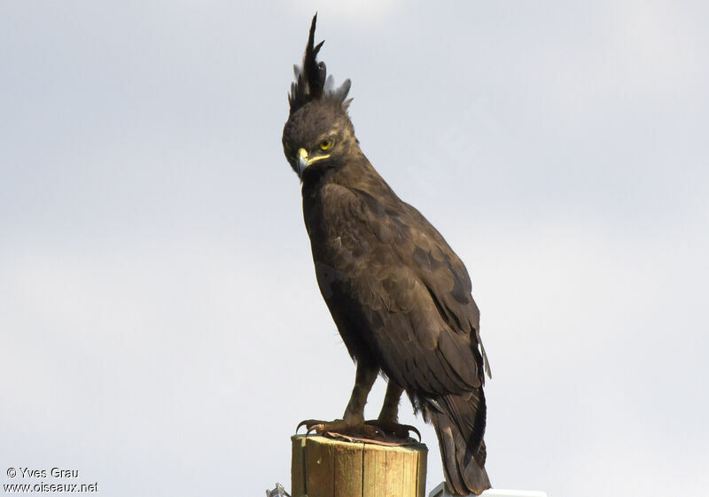 Long-crested Eagle