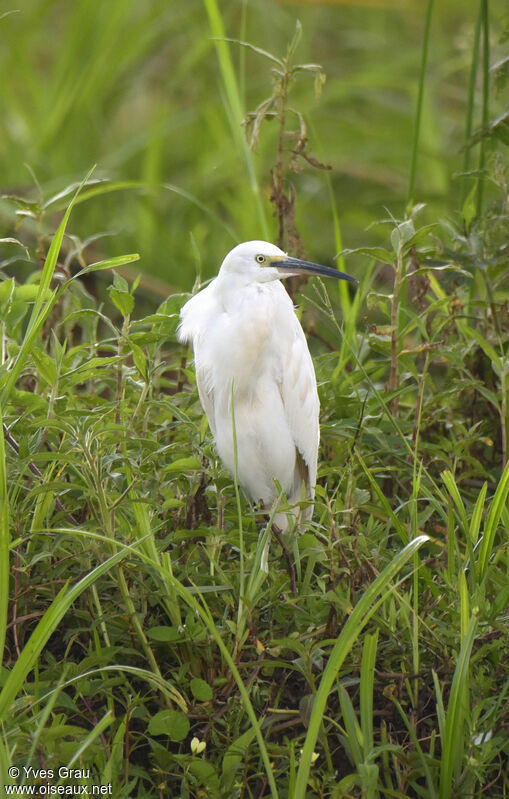 Little Egret