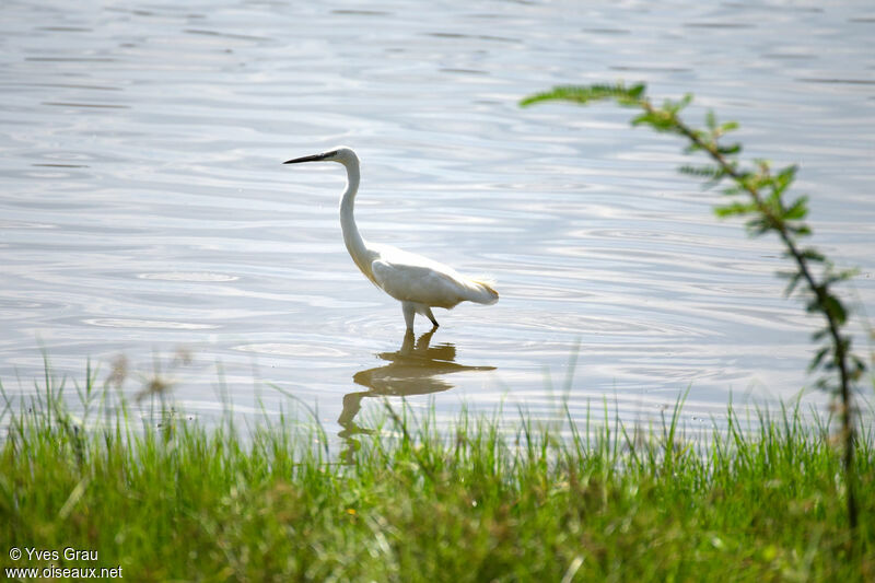 Aigrette garzette