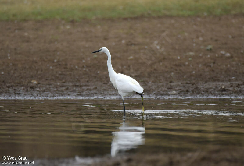 Little Egret