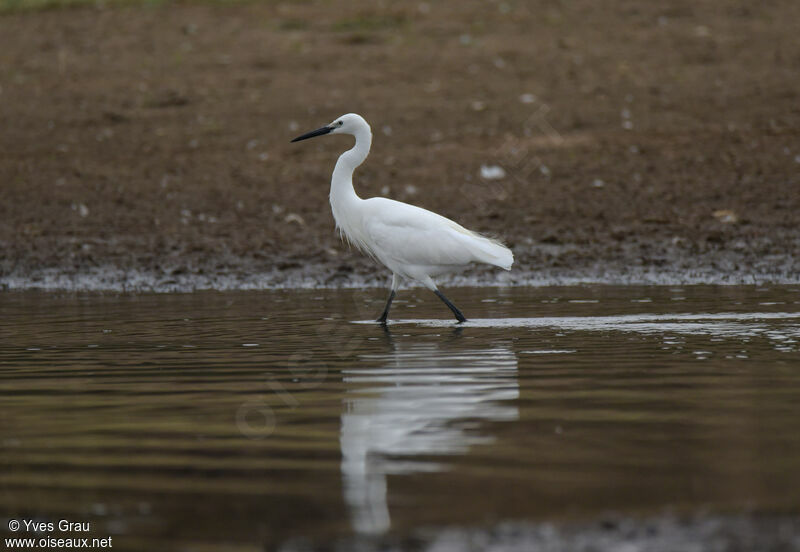 Aigrette garzette