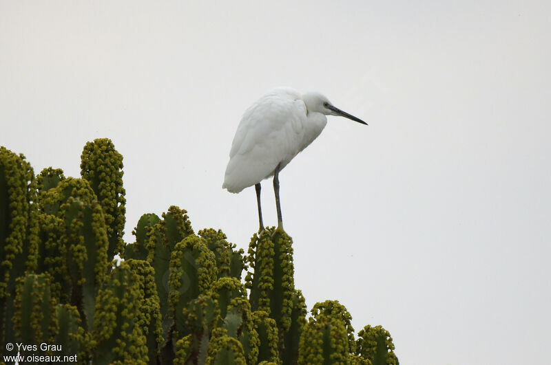 Little Egret