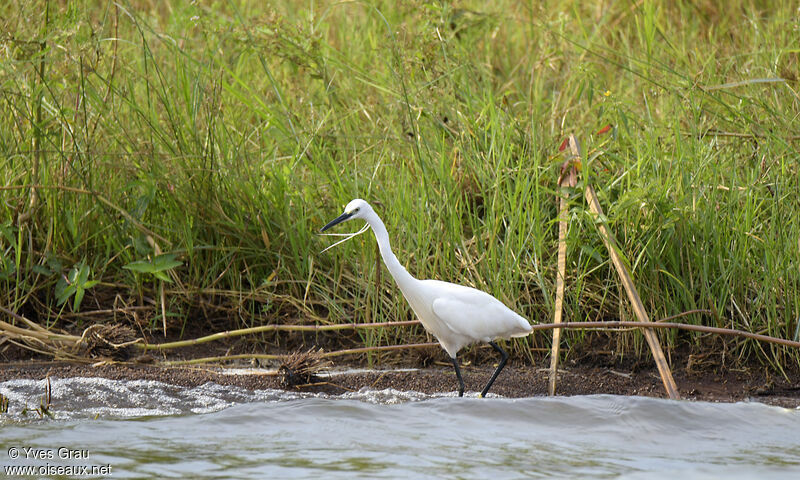 Little Egret