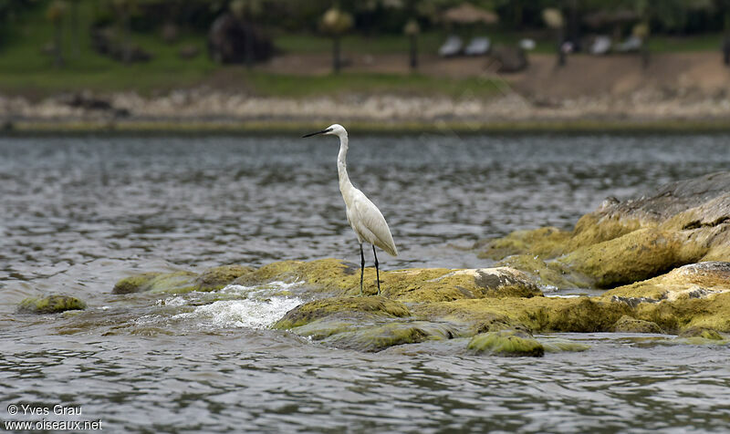 Little Egret