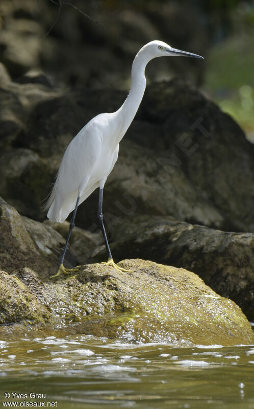 Aigrette garzette