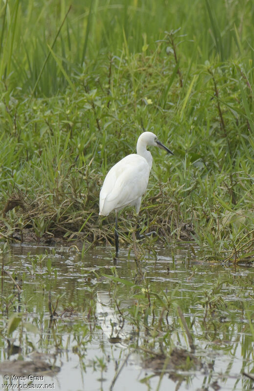 Little Egret