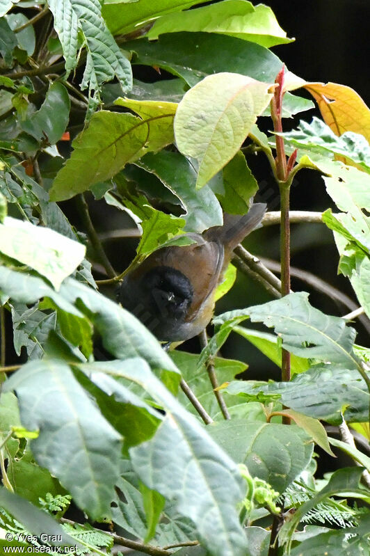 Akalat du Ruwenzori