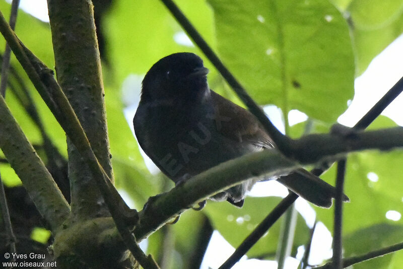 Rwenzori Hill Babbler