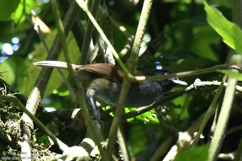 Rwenzori Hill Babbler