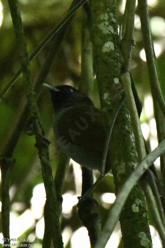 Akalat du Ruwenzori