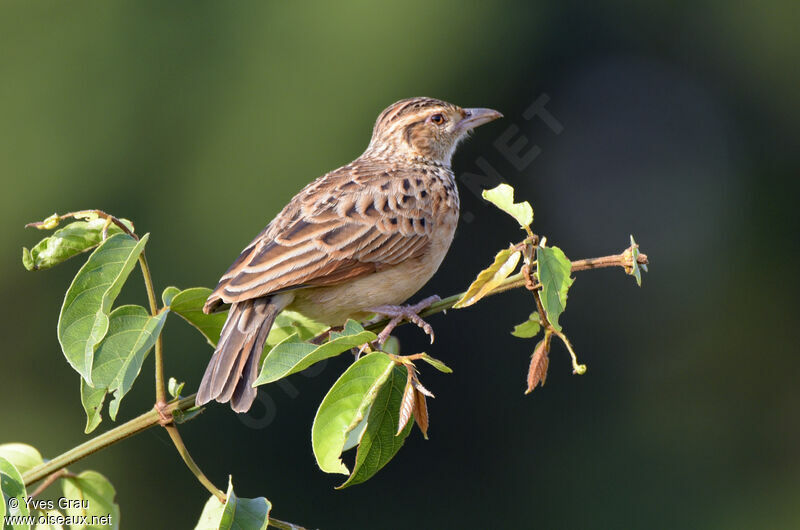 Rufous-naped Lark