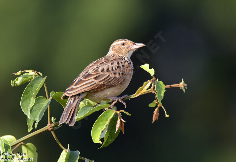 Rufous-naped Lark