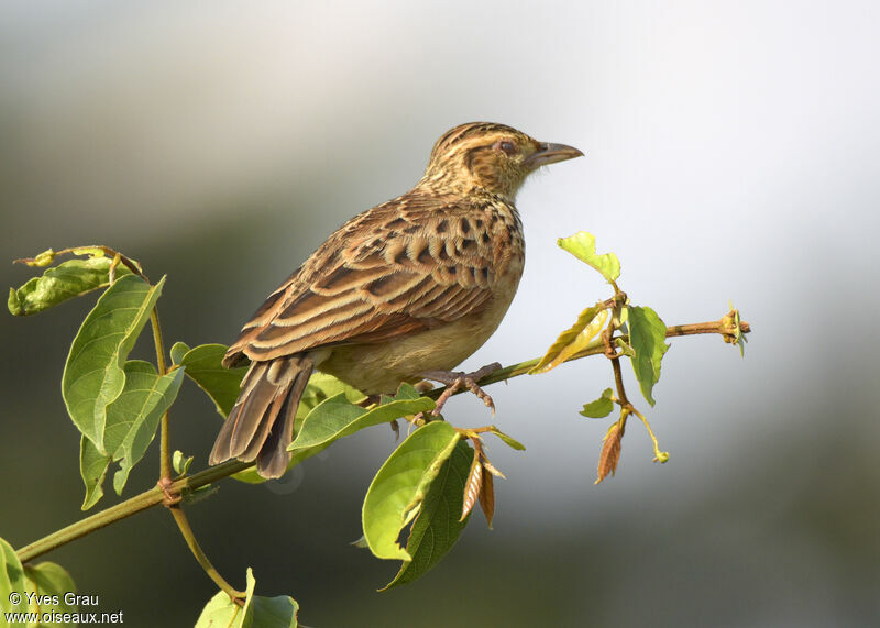 Rufous-naped Lark