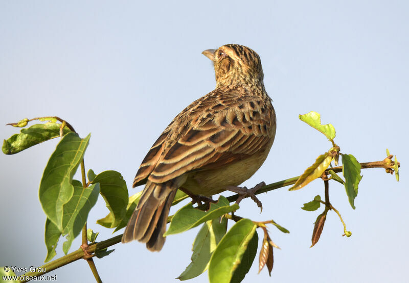 Rufous-naped Lark