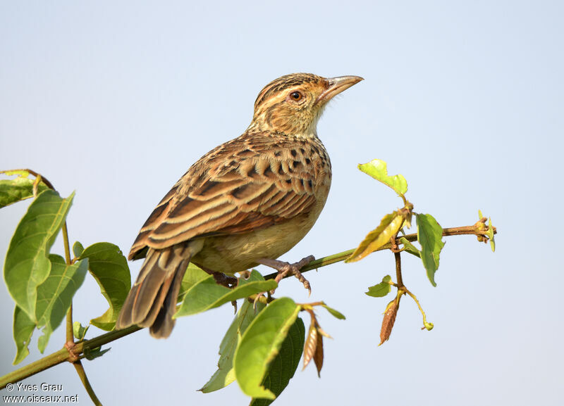 Rufous-naped Lark