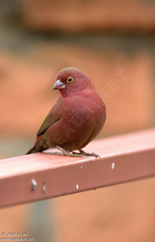 Red-billed Firefinch