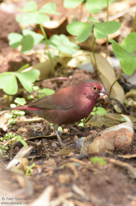 Red-billed Firefinch