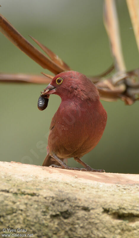 Red-billed Firefinch